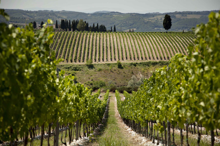 farmhouses and holiday apartments in the Chianti area Chianti